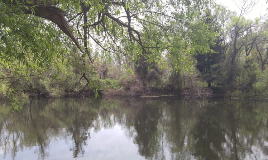 Forest Bathing in Hopewell Valley