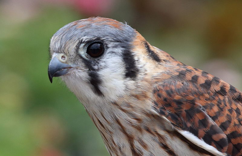 FoHVOS Community Conservation: Community Collaboration Helping Kestrels