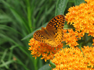 fritillary