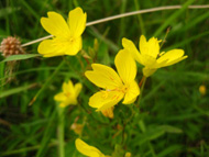 sundrops