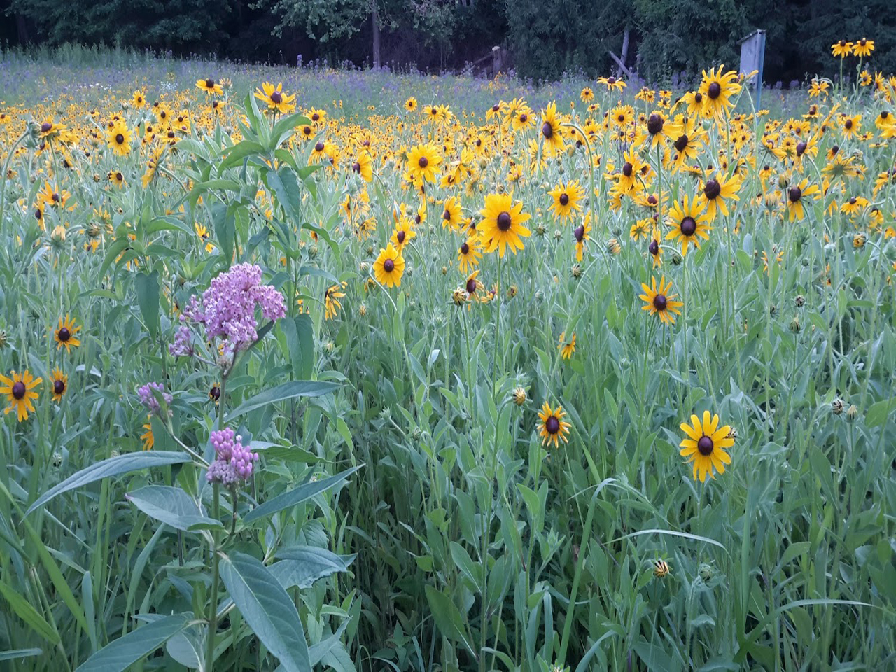 2017-06-Bean-Family-Meadow
