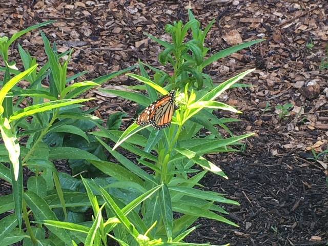 Bear Tavern Butterfly