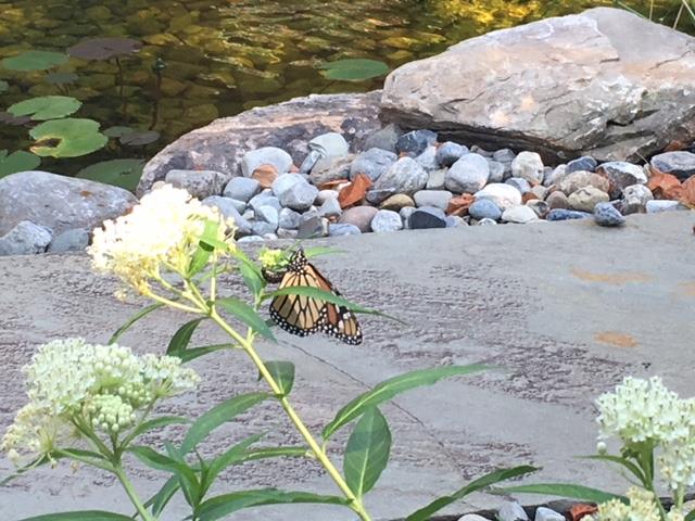 Bear Tavern Butterfly3