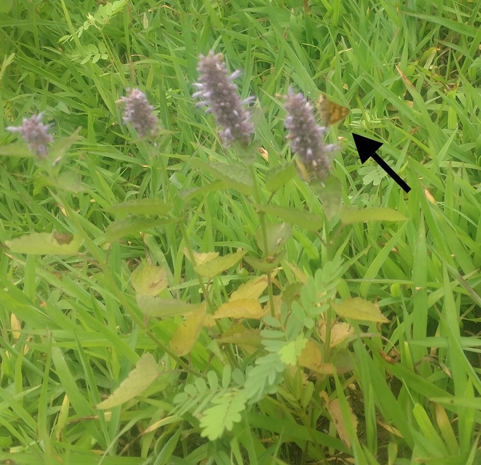 Brandon Farms Stony Brook Meadow Butterfly