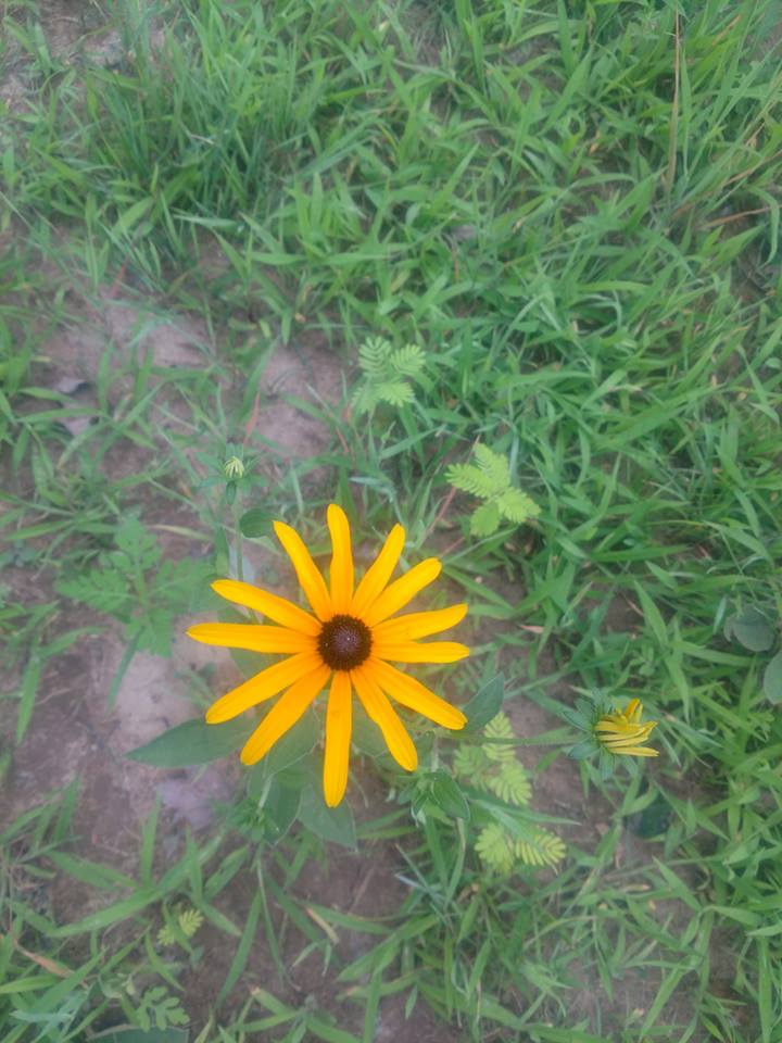 Brandon Farms Stony Brook Meadow Flower