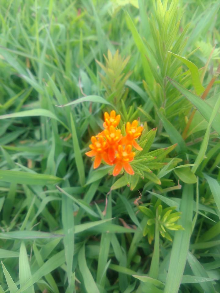 Brandon Farms Stony Brook Meadow Flower2