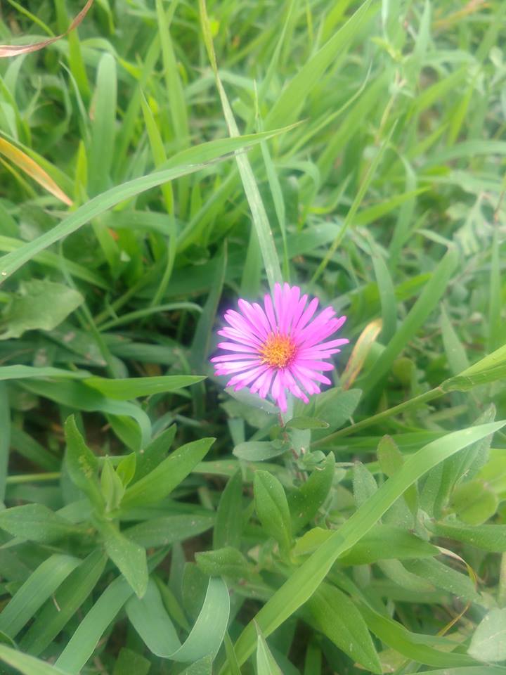 Brandon Farms Stony Brook Meadow Flower3