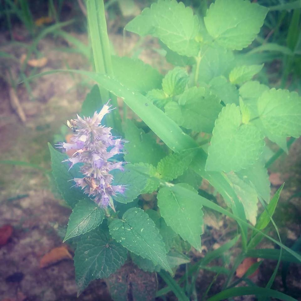 Brandon Farms Stony Brook Meadow Flower4