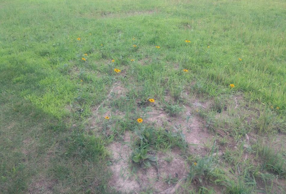Brandon Farms Stony Brook Meadow Flowers