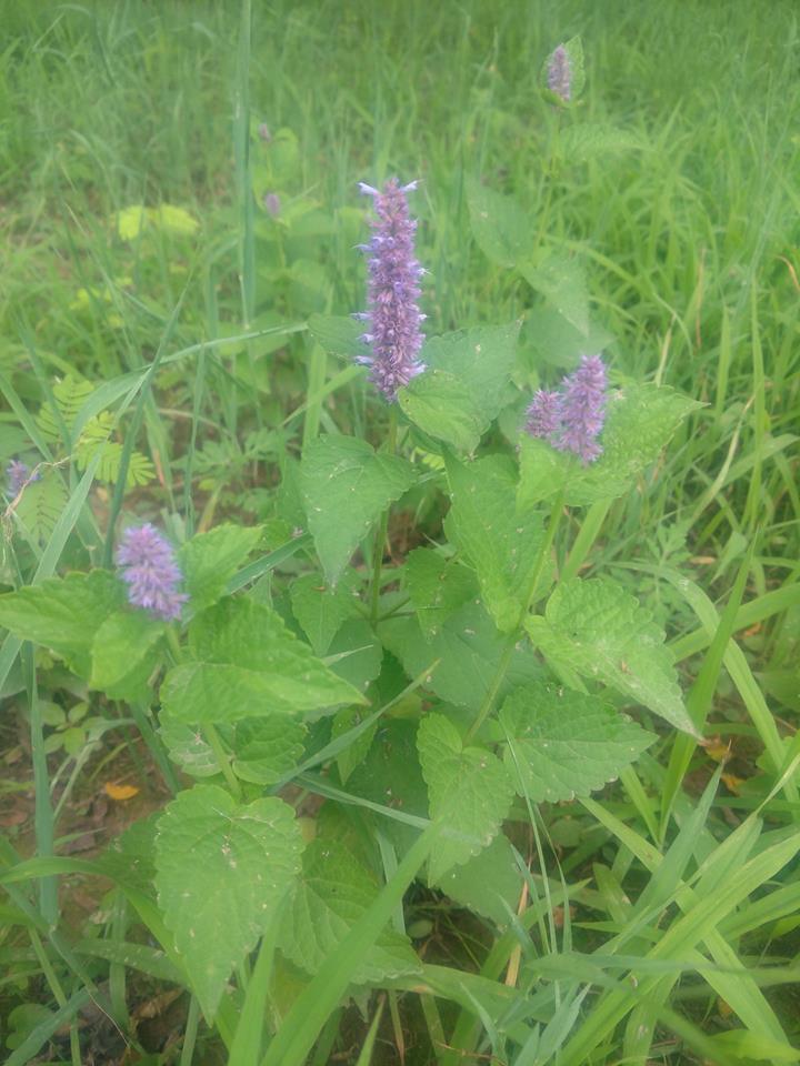 Brandon Farms Stony Brook Meadow Flowers2