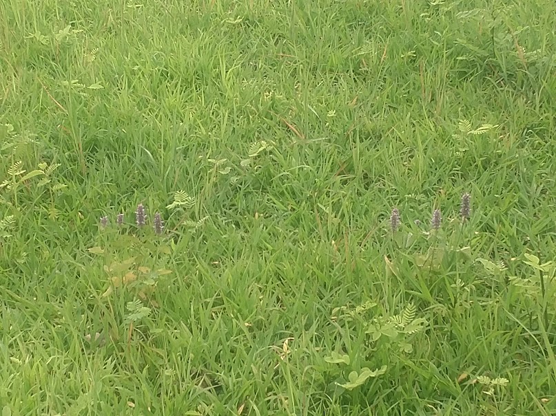 Brandon Farms Stony Brook Meadow