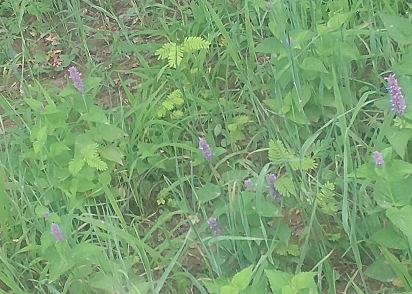 Brandon Farms Stony Brook Meadow2