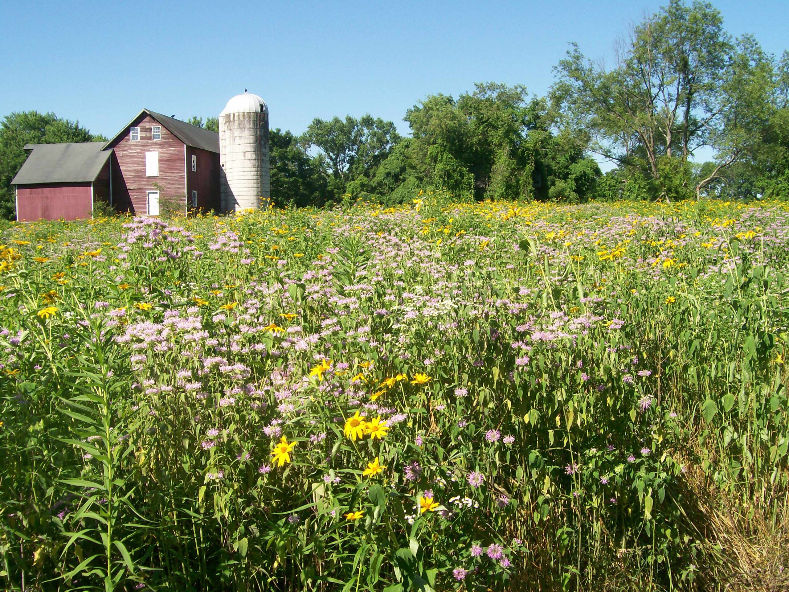 Thompson_meadow_1