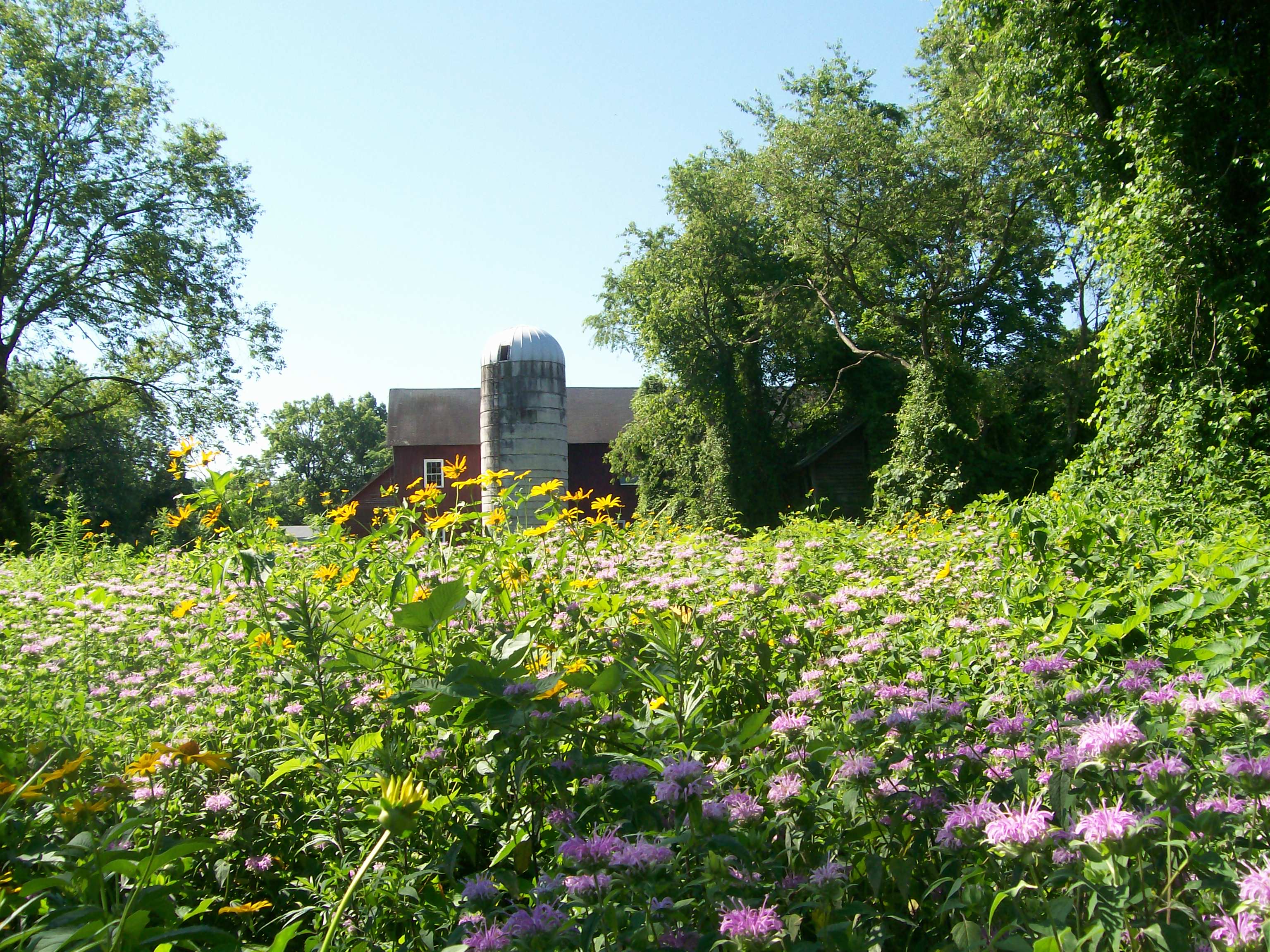 Thompson_meadow_2