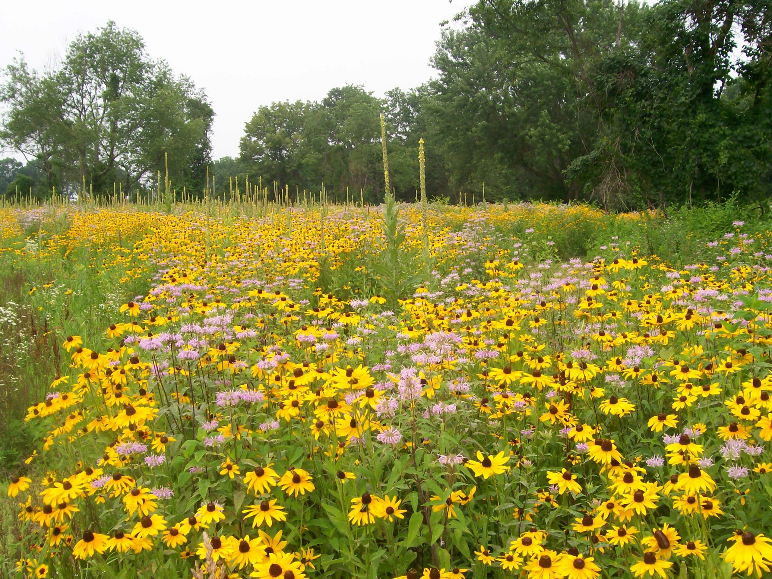 Thomspon wildflowers 1