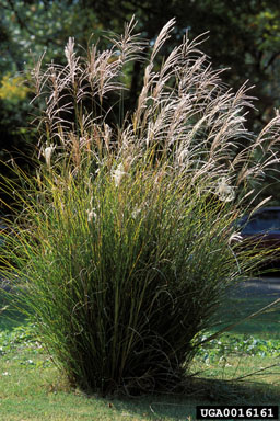 0016161Miscanthussinensis
