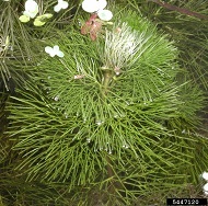 Cabomba caroliniana