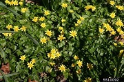 LesserCelandine