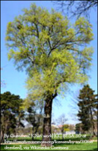 Populus_x_canescens