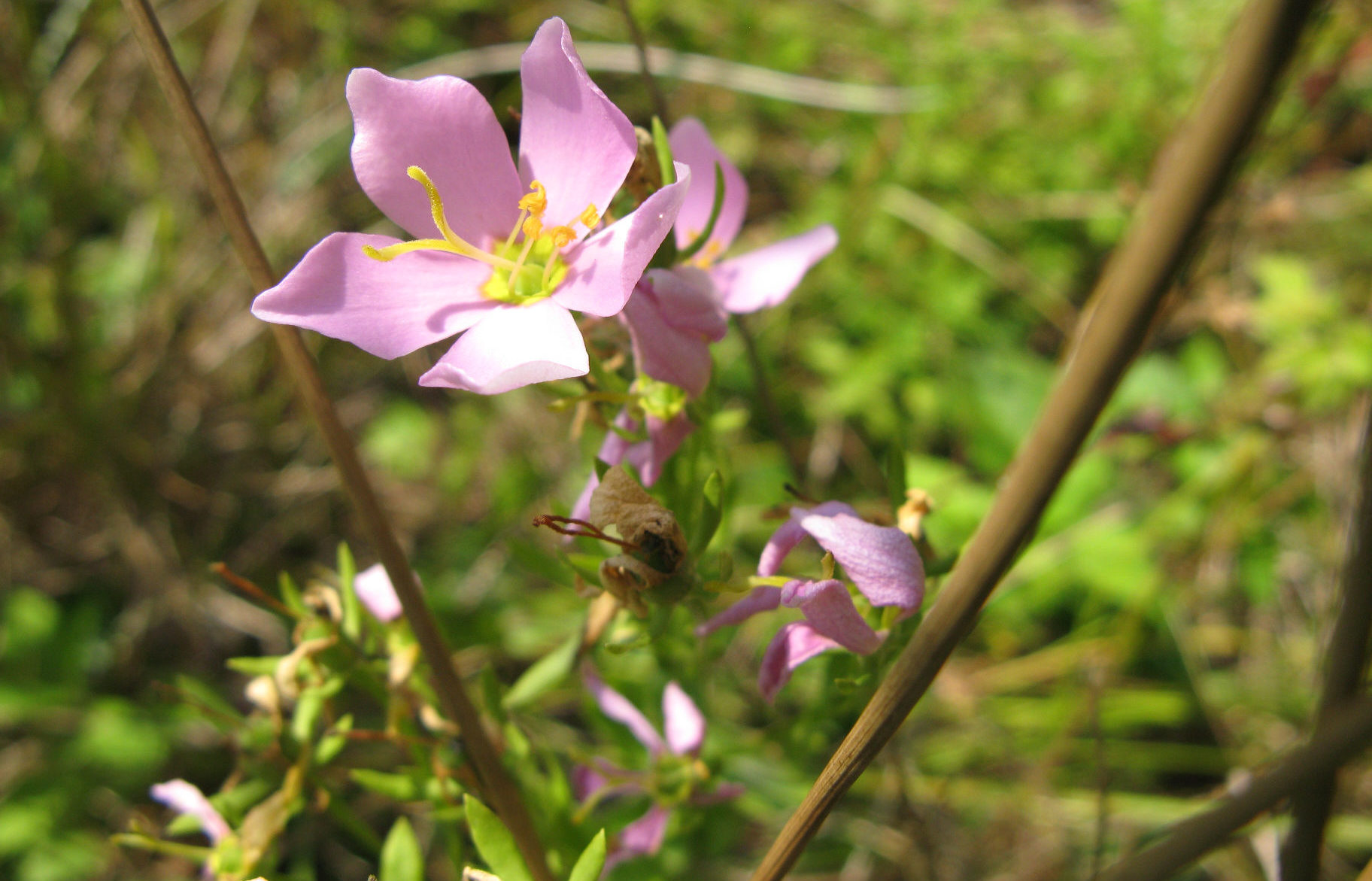 SKYV_Nina_Burghardt_Sabatia_flowerCU-2