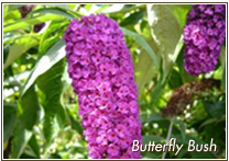 butterfly-bush