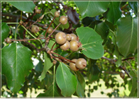 callery-pear