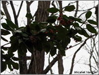 wintercreeper