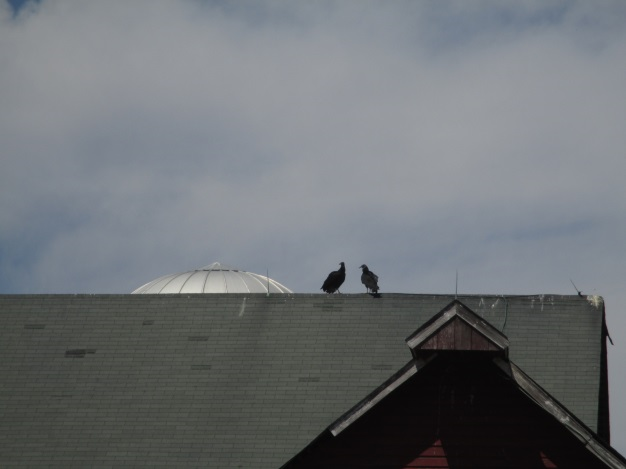 Vultures-thompson