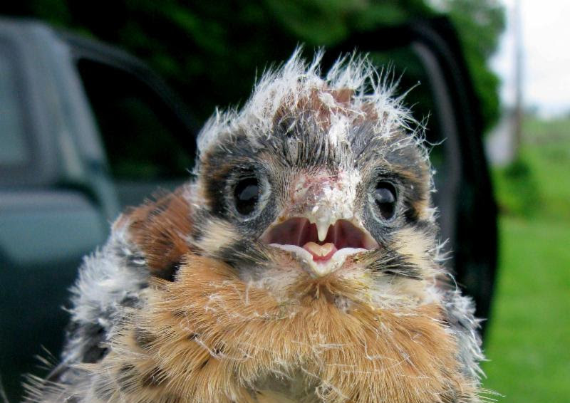 kestrel2