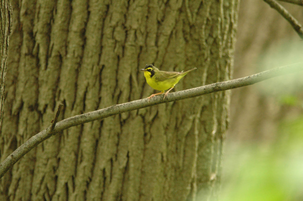 kentucky warbler