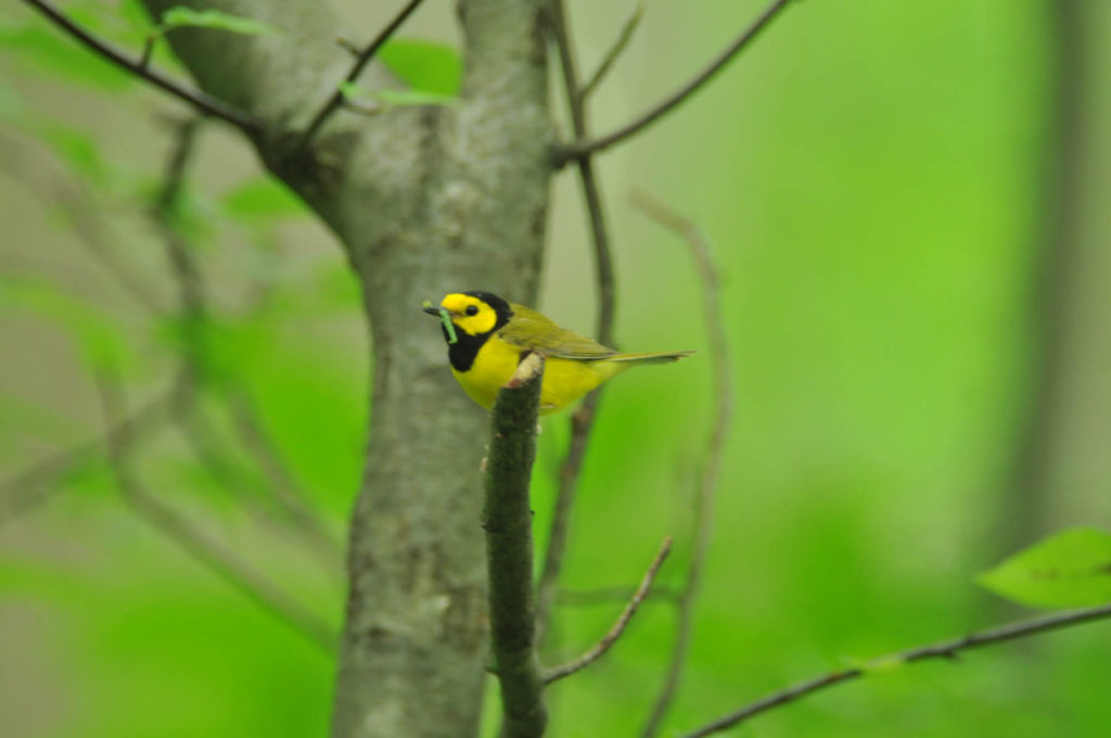 hooded warbler