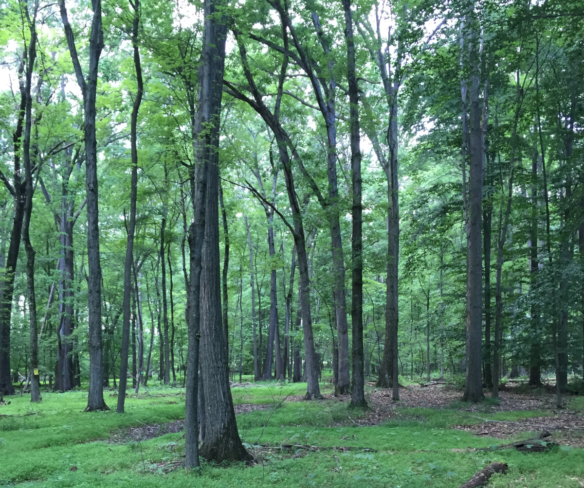 Arena_trees-icon