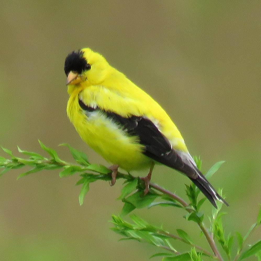 goldfinch