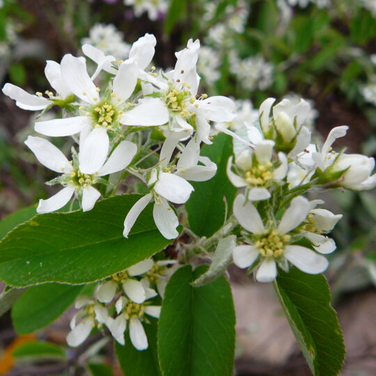 Serviceberry