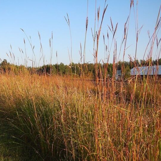 Big Bluestem
