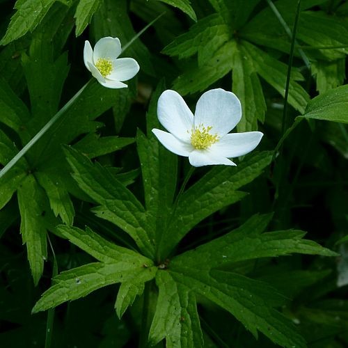 Canadian Anemone