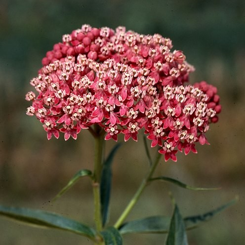 Swamp Milkweed