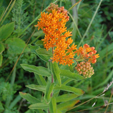 Butterfly Milkweed