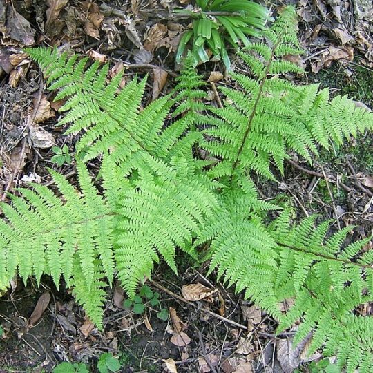 Lady Fern