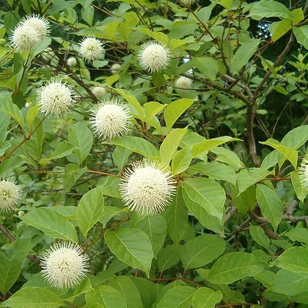 Buttonbush
