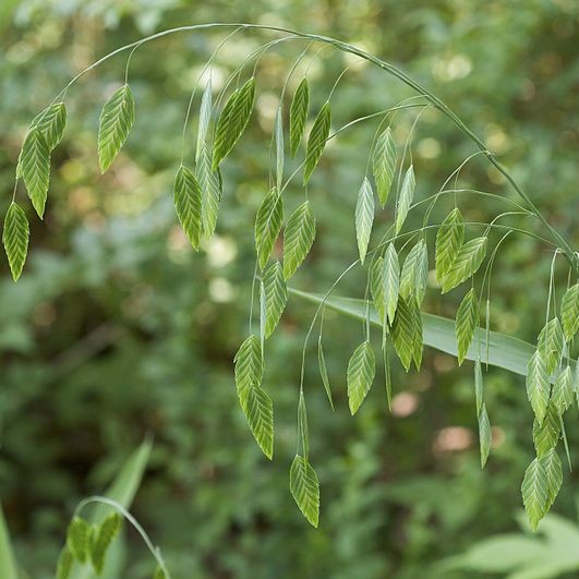 Northern Sea Oats