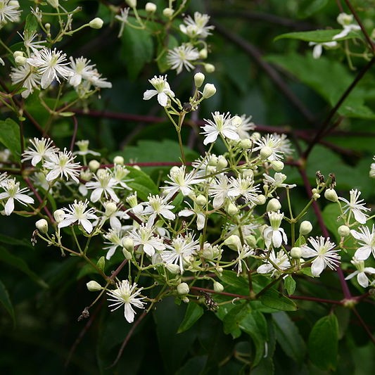 Virgin's Bower Clematis