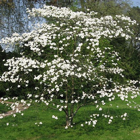 Flowering Dogwood