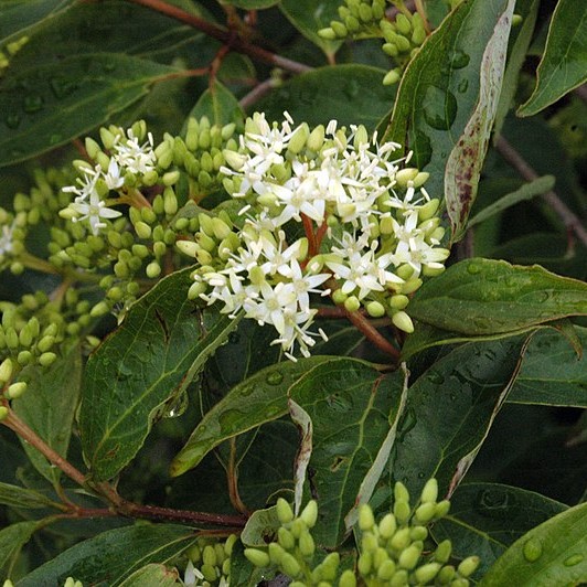 Gray Dogwood