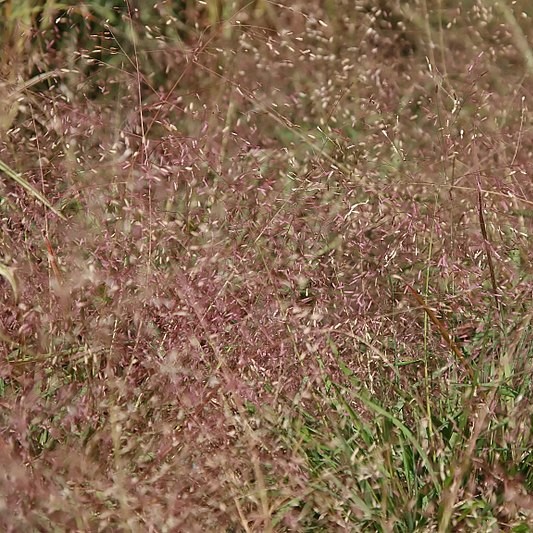 Purple Lovegrass