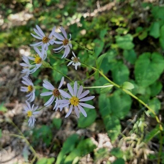 Bigleaf Aster