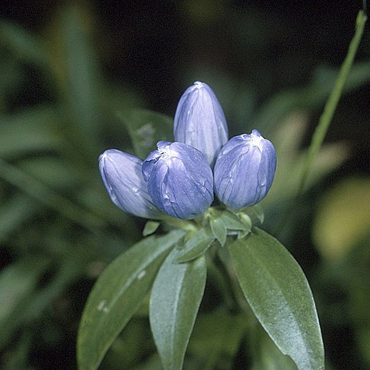 Bottle Gentian
