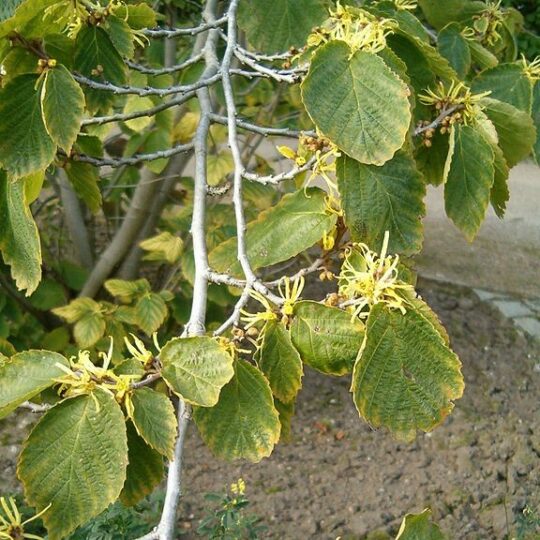 Witch-hazel