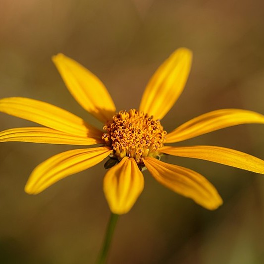 Woodland Sunflower