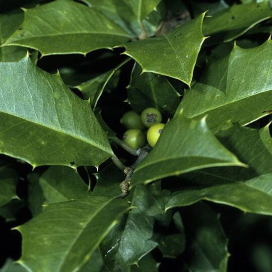 American Holly